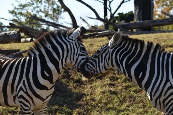 Kazino Slots Cafe Pagalba